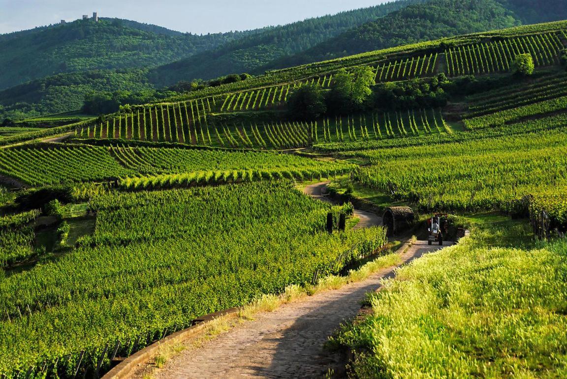 万泽内姆Coeur D'Alsace Colmar Vignobles Ouest Avec Terrasses别墅 外观 照片